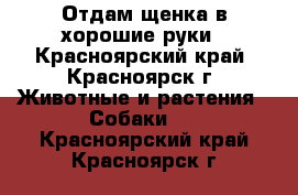 Отдам щенка в хорошие руки - Красноярский край, Красноярск г. Животные и растения » Собаки   . Красноярский край,Красноярск г.